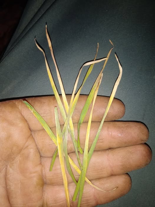 القمح عمر 20 يوم 
بس فيه بعض عود لون أصفر وعليه حشره المن
الحل ايه